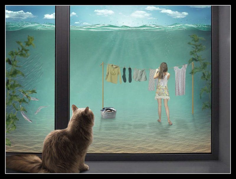 Кошка юмор, Окно, Стирка Дождь шёл долго... но уже распогодилось... фото превью