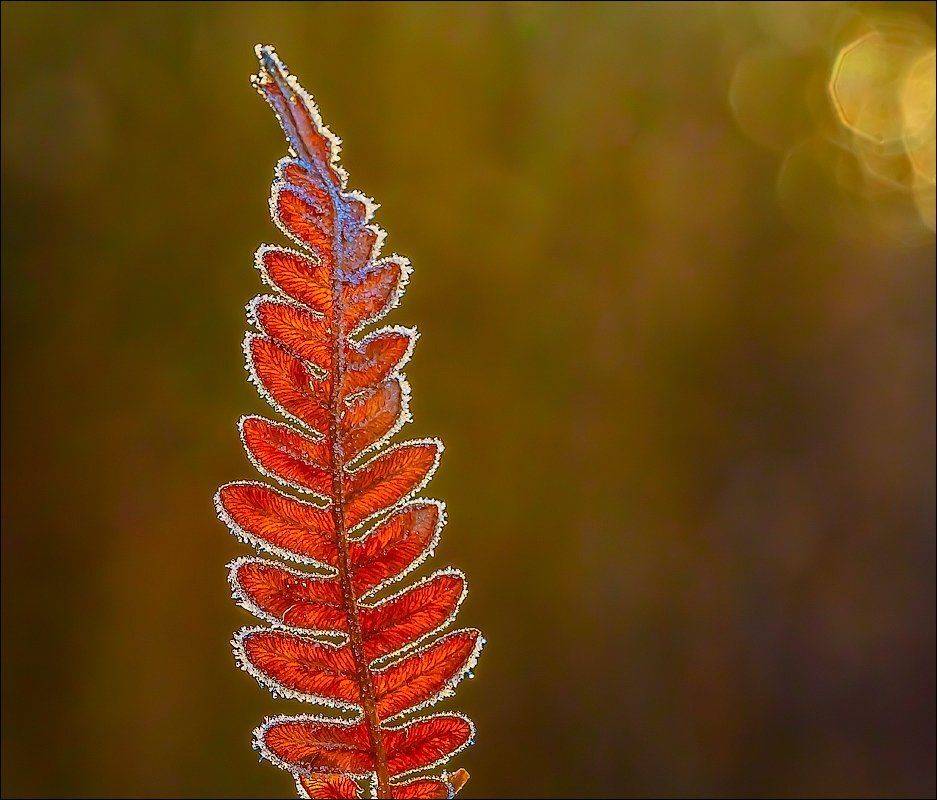 , Бурлов Андрей