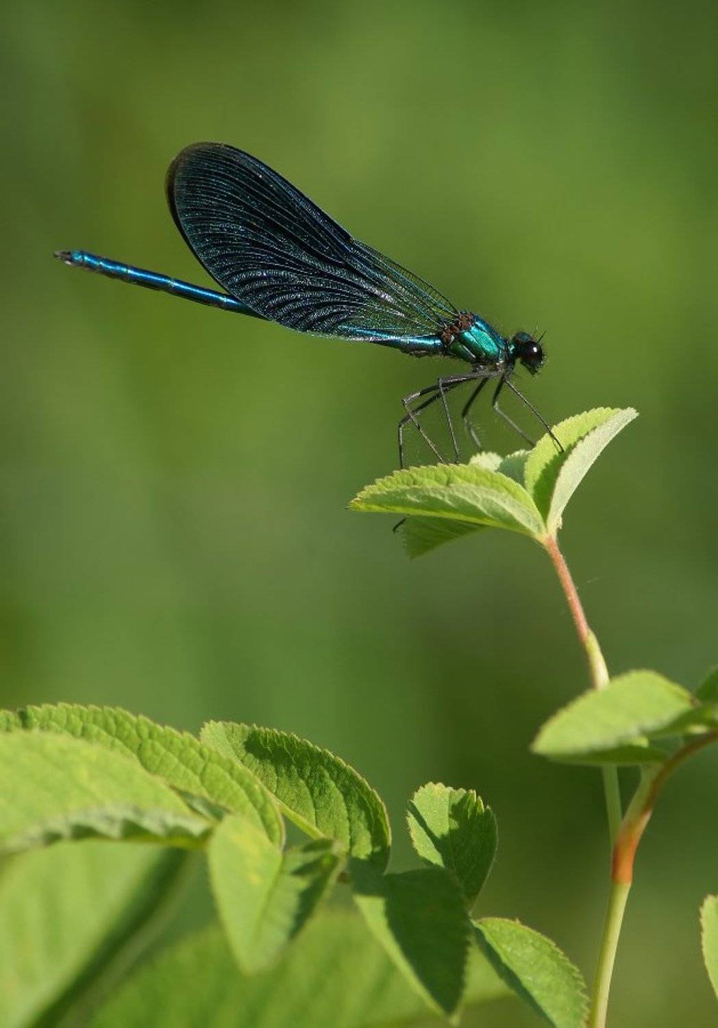, Чепленко Алексей