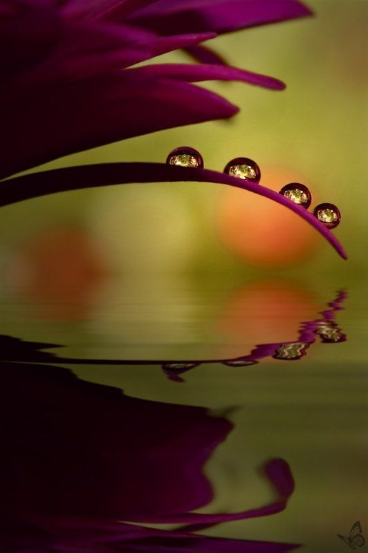 четыре сестры фото превью