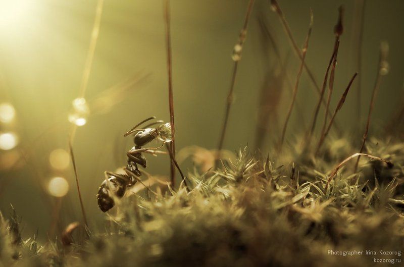 Утренний чай фото превью