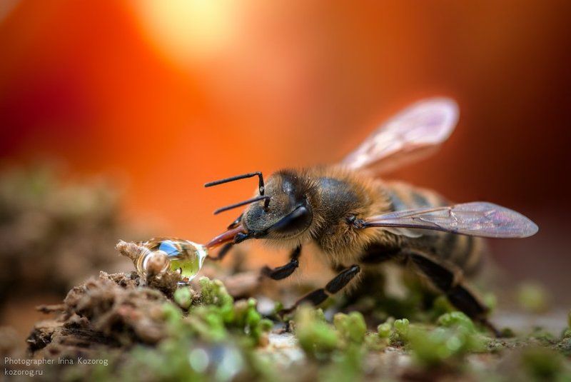А вкусно-то как! фото превью