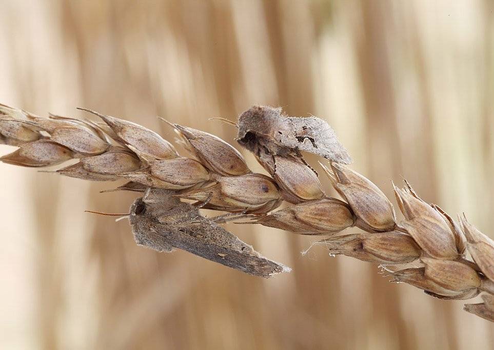 , Сергей Таланов