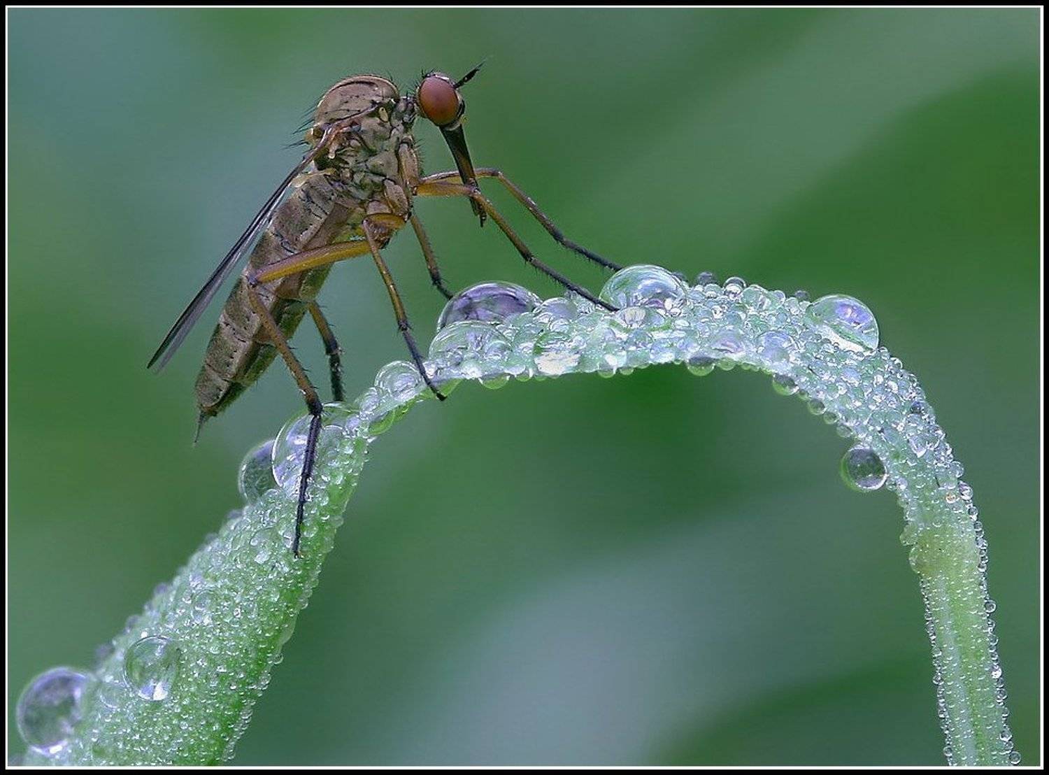 Толкунчик, Петров Геннадий