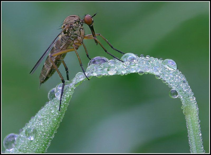 Толкунчик Толкунчик на заре. фото превью