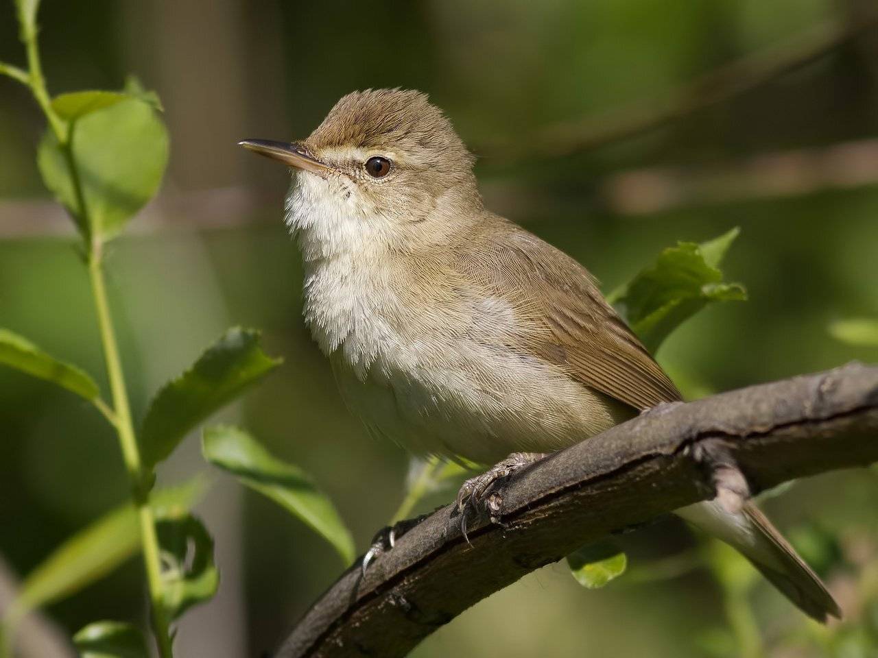, Ляпустин Юра