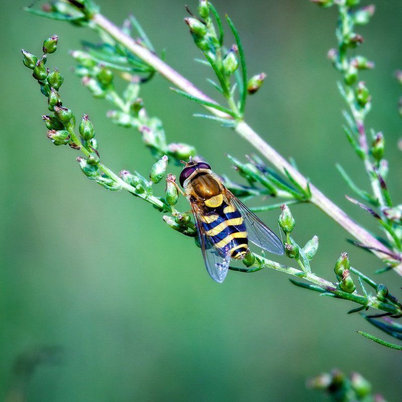 *** фото превью