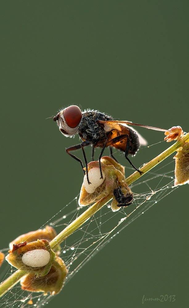 , Игорь ФУММ