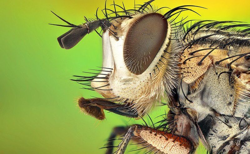 Fly Head фото превью