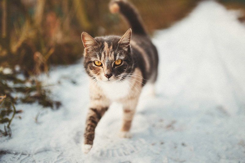 Котики фото превью