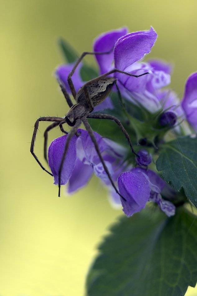 , Иваненко Светлана