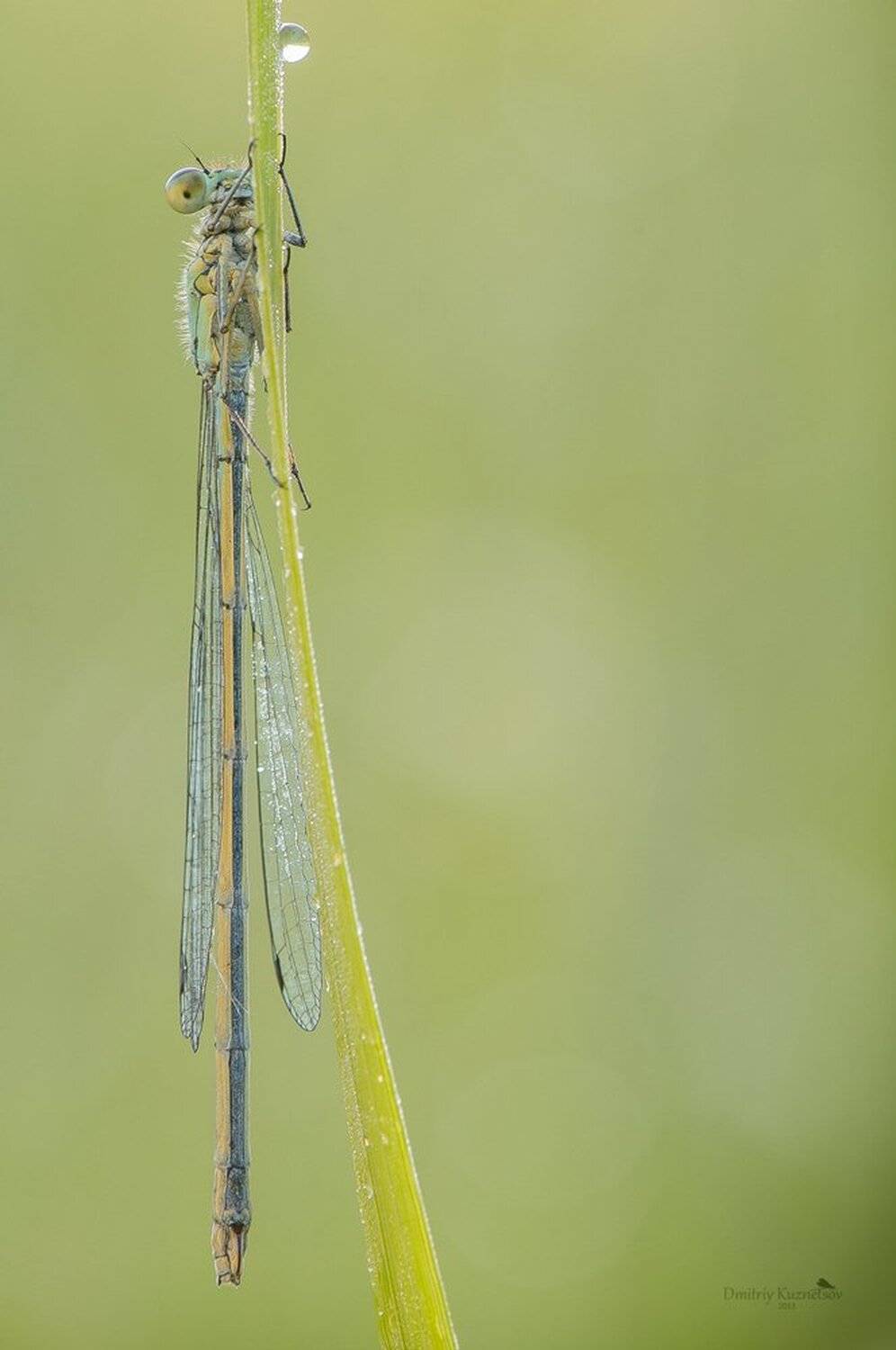 , Кузнецов Дмитрий