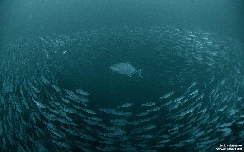 Охотник фото превью