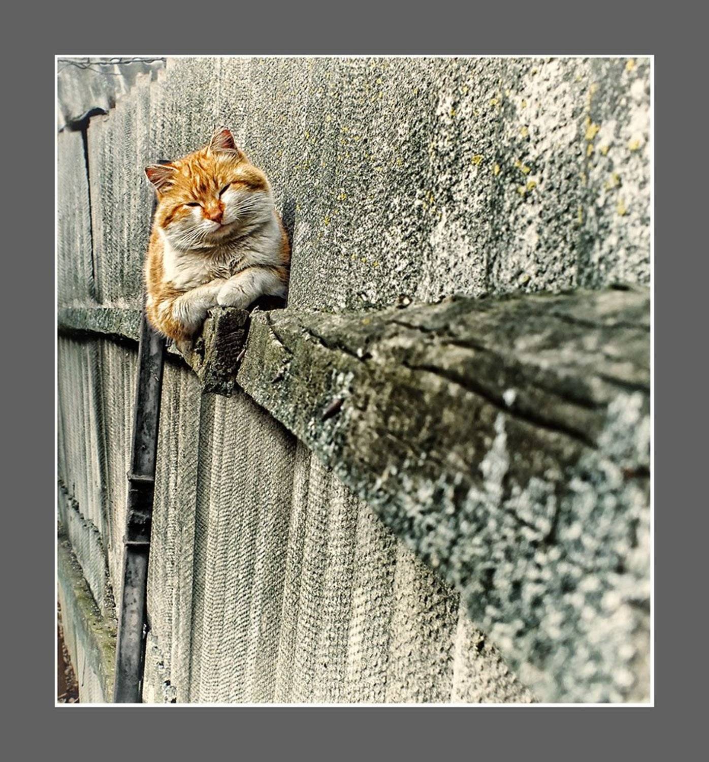 , Радковская Наталья