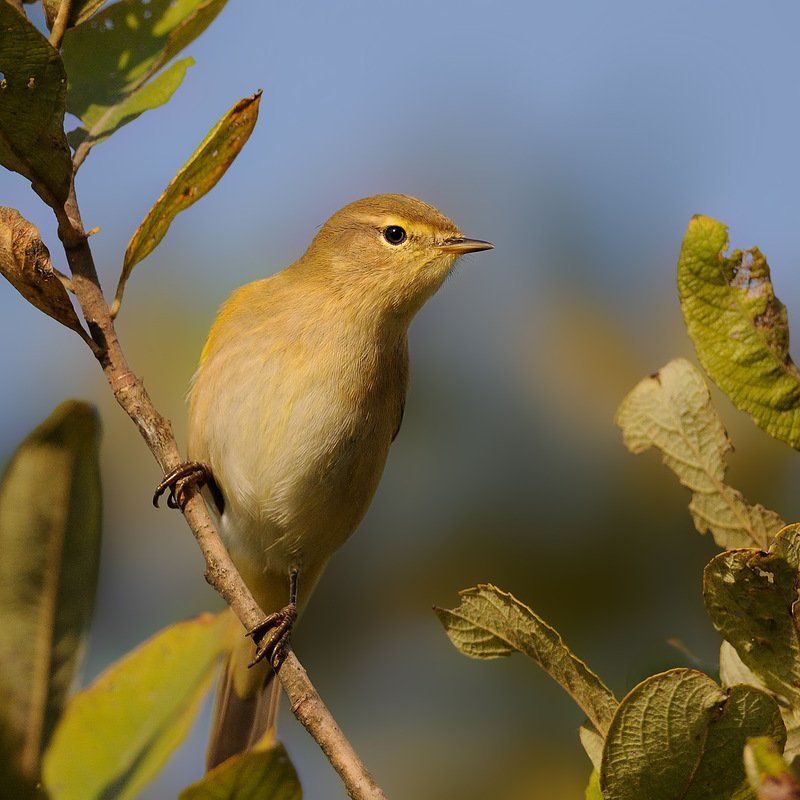 Пеноночка, Птицы, Фотоохота Пеночка теньковка фото превью