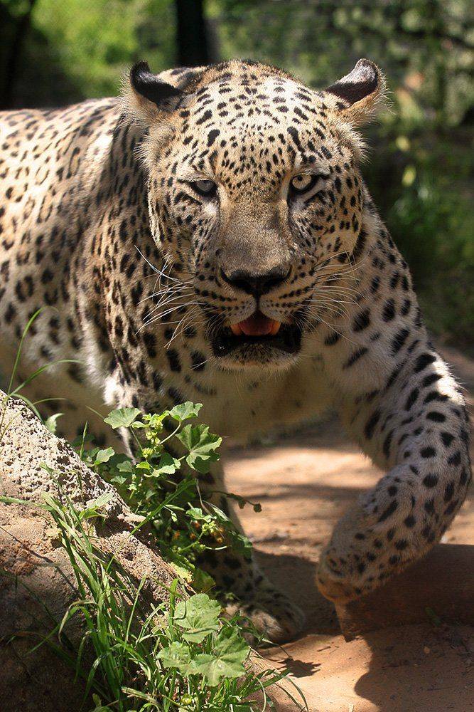 7D, Animals, Животные, Леопард, Yuri Gomelsky