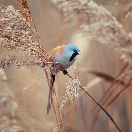 Усатая синица