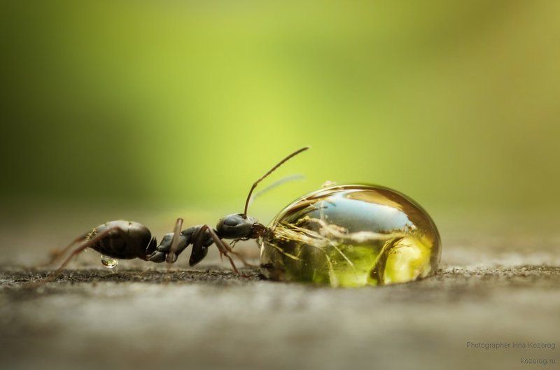 Настоящий мохито :) фото превью