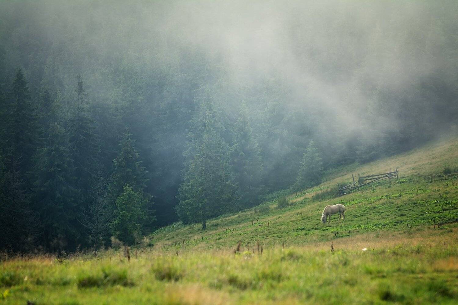 , Жмак Евгений