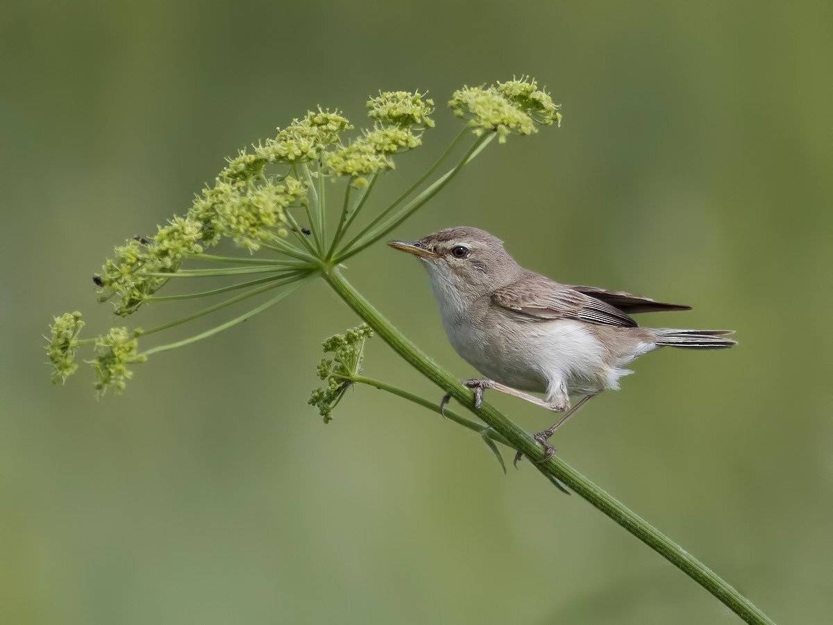 , Ляпустин Юра