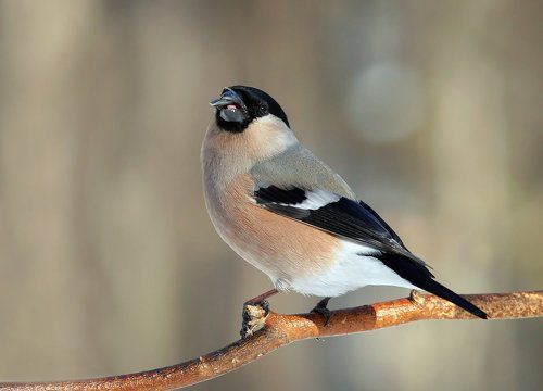 Девочка с семечкой