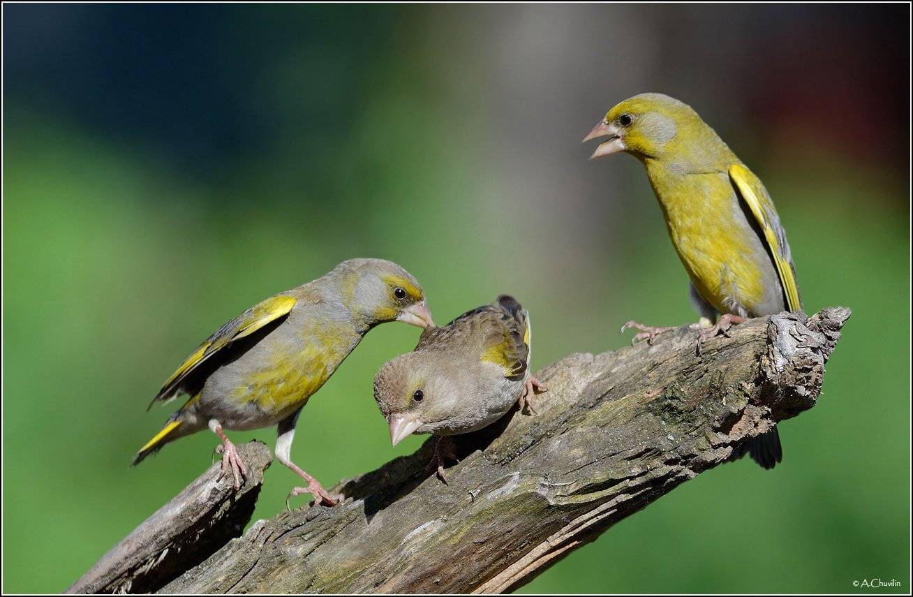 зеленушки,не,хватай,мою,подругу, Александр Чувилин