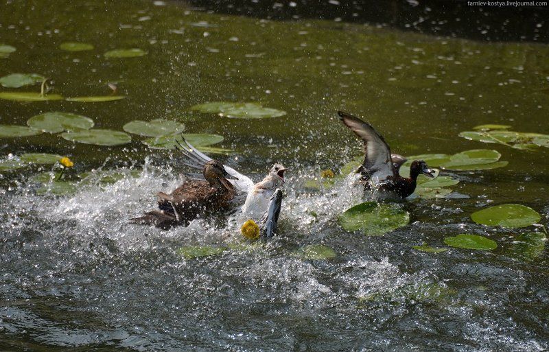 голодный край фото превью