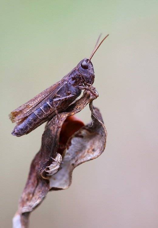 , Александр