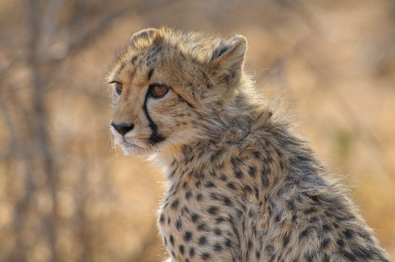 Cheetah фото превью