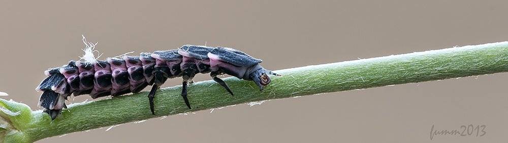 , Игорь ФУММ