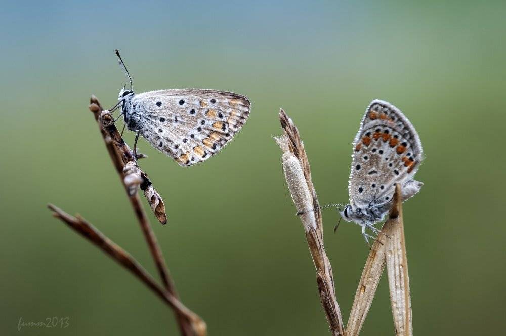 , Игорь ФУММ