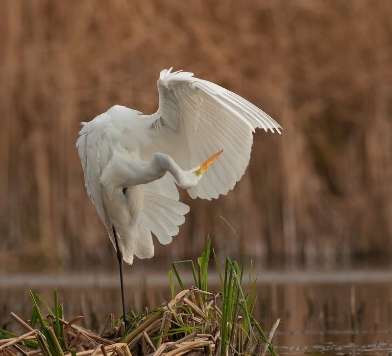 Балерина фото превью