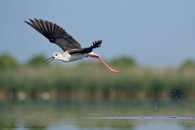 Black-winged Stilt фото превью