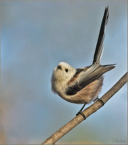 Задорный ополоша