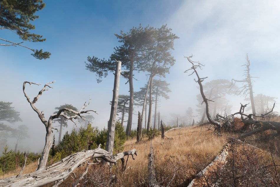 , Саша  Вайсберг.