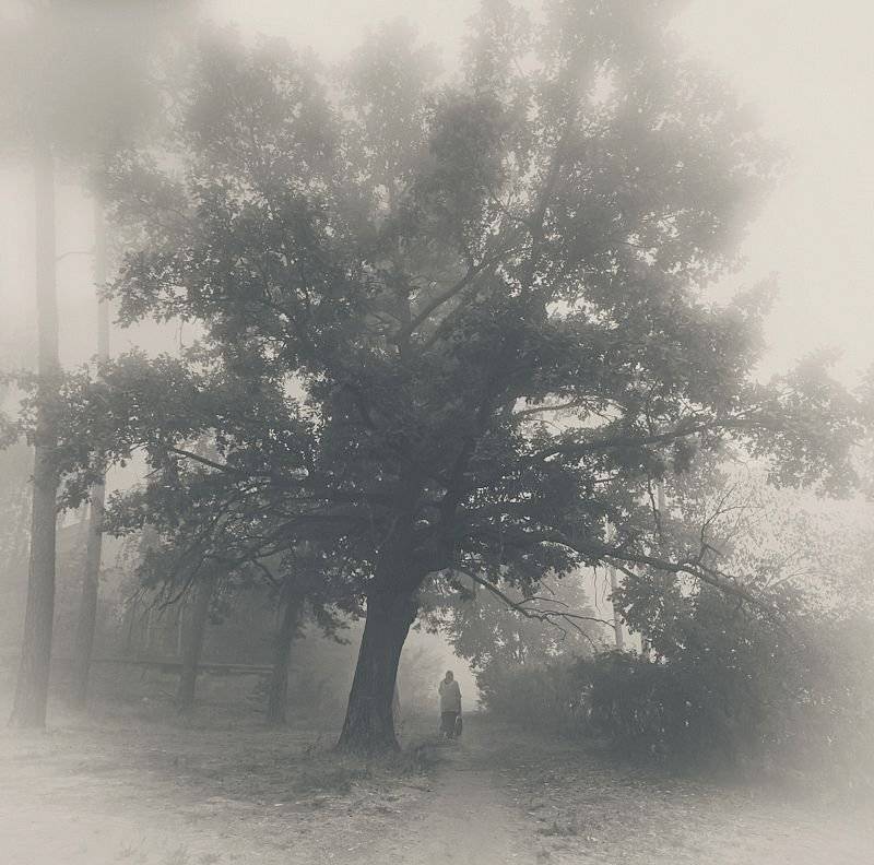 природа, туман, дуб, одиночество, Шарапов Сергей