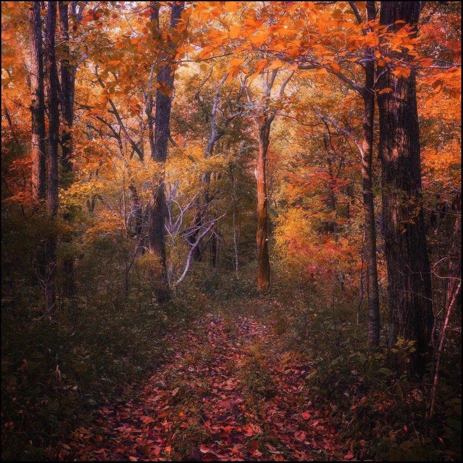 Дорога, Лес, Листья, Осень, Пожар, Трава, Андрей Кровлин