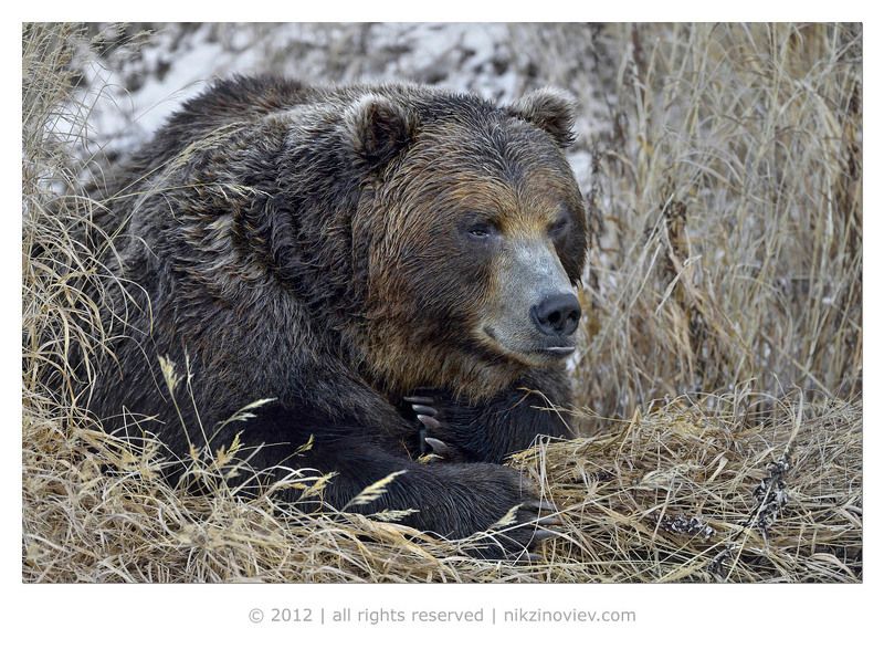 Илья Муромец фото превью
