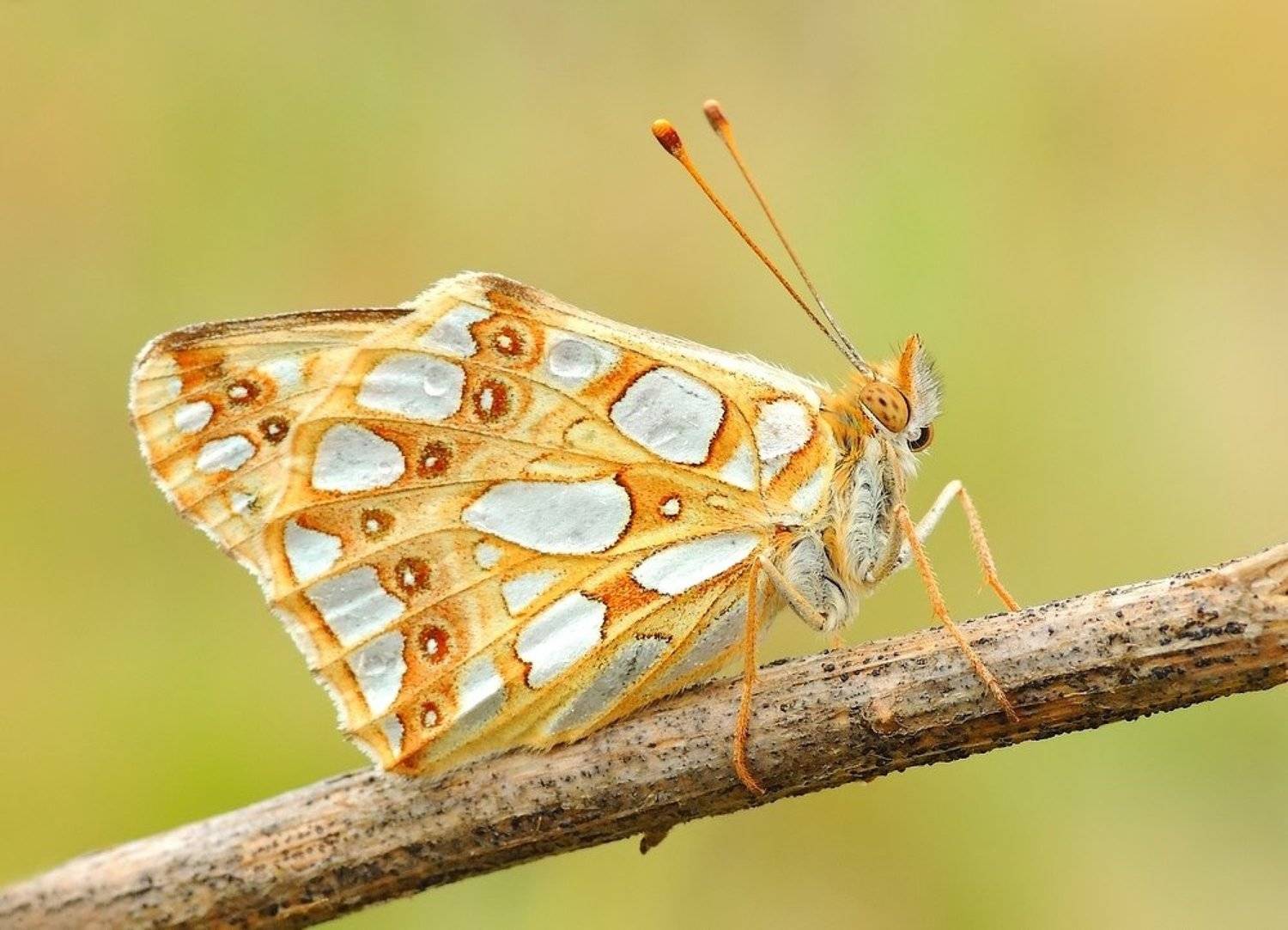 macro, Zbigniew Walkiewicz