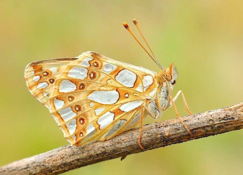 macro Walking proudly... фото превью