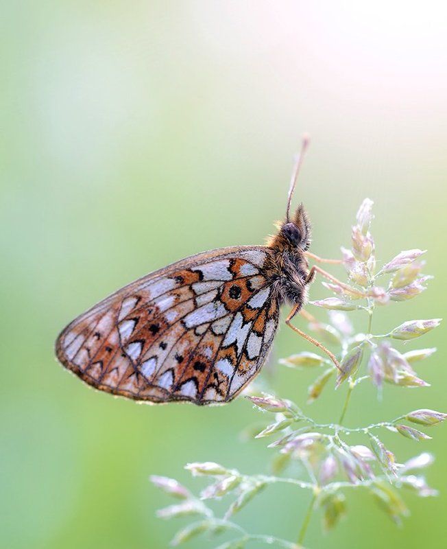 *** фото превью