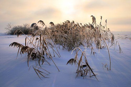 Морозное утро
