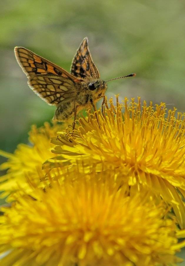 , Чепленко Алексей