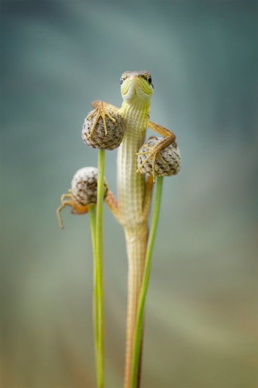 hallo my name lizard фото превью