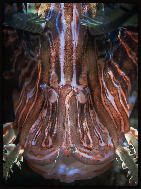 Лица фото превью