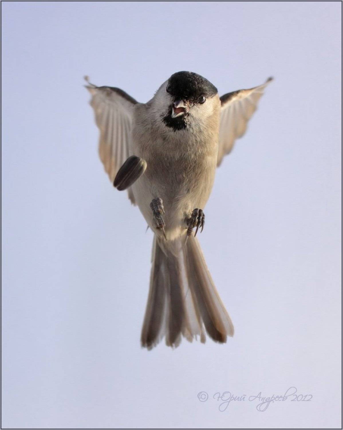 , Юрий Андреев