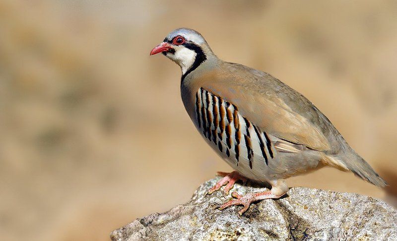 Partridge фото превью