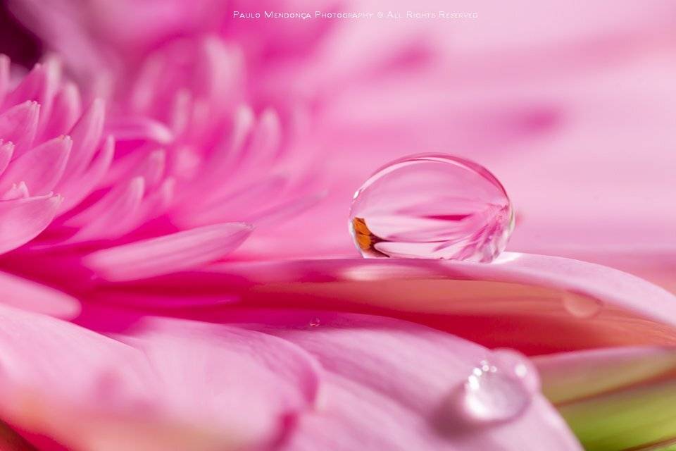 , Paulo Mendon&ccedil;a