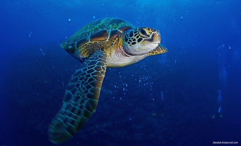 Черепахи Бунакена. фото превью