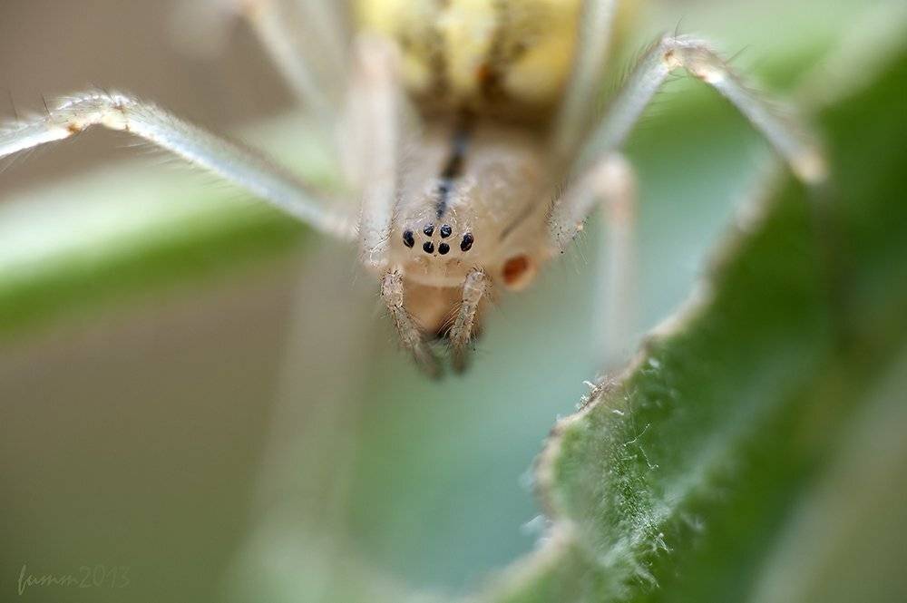 , Игорь ФУММ